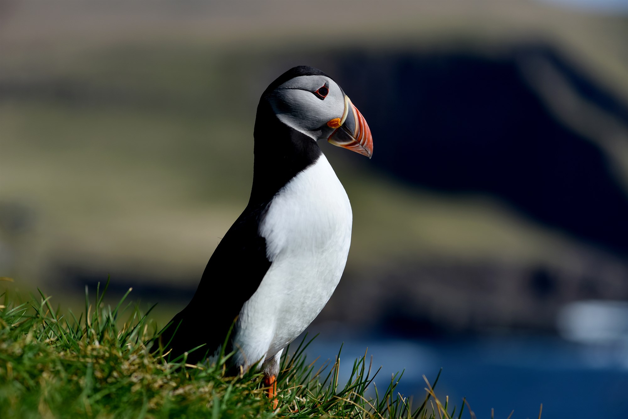 The Best Animals for Iceland Wildlife Photography