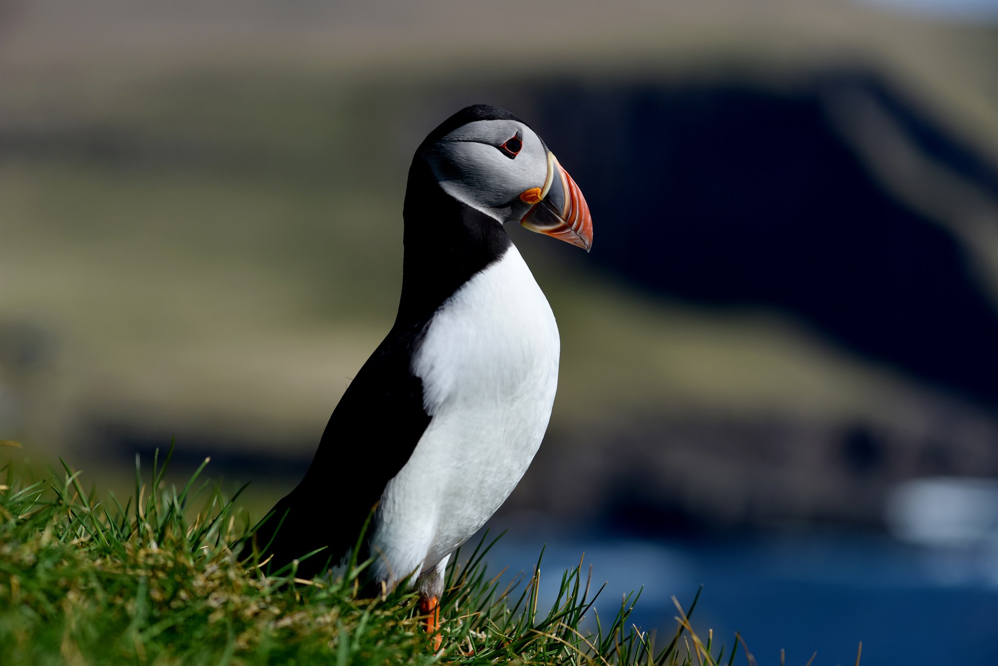 The Best Animals for Iceland Wildlife Photography The Best Animals for Iceland Wildlife Photography